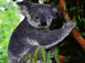 Spill Søt baby koala bjørn  online