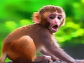 Spill Morsom babyape  online
