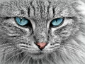 Spill Cat Eye Jigsaw online