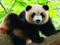Spill Søt Baby Panda  online