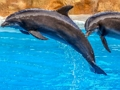 Spill Sea Dolphin Jigsaw online