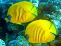 Spill Undervannsverden Jigsaw online