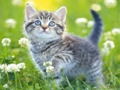 Spill Puslespill for kattunger  online