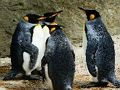Spill King Penguin Jigsaw online