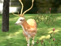 Spill Animal Safari Hunter 2020 online