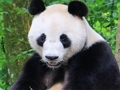 Spill Animal Puzzle online
