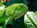 Spill Vill Iguana  online