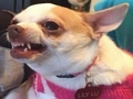 Spill Hvilken memehund er du?  online