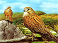 Spill Prey Birds of Prey Slide  online