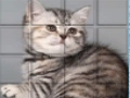 Spill Picpu Cat online
