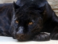Spill Black Panther Jigsaw online