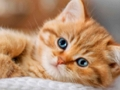 Spill Kattunger Jigsaw Puzzle Collection  online