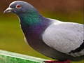 Spill Pigeon Jigsaw Puzzle online