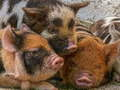 Spill Piglet Piggy Jigsaw online