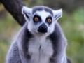 Spill Animal Puzzle Game online