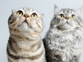 Spill Søte katter Jigsaw Puzzle online