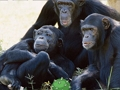 Spill Morsom sjimpanse Jungle Escape  online