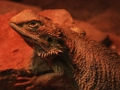 Spill Dragon Lizard Jigsaw online