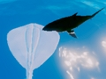 Spill Surfing stingrays online