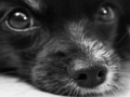 Spill Hundestikksag  online