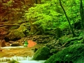 Spill Fredelig Rainbow Forest Escape  online