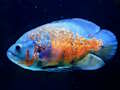 Spill Tiger Fish Jigsaw online