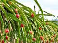 Spill Dragon Fruit Animal Escape online