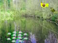 Spill Sollys Forest Adventure online
