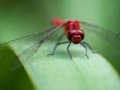 Spill Dragon Fly Jigsaw online