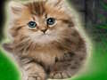 Spill Par Kattunge Escape  online