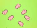 Spill Redd Piggies  online
