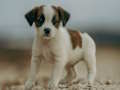 Spill Jack Russell Jigsaw online