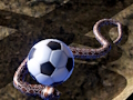 Spill Python Snake Simulator online
