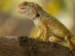 Spill Lizard Garden Jigsaw online