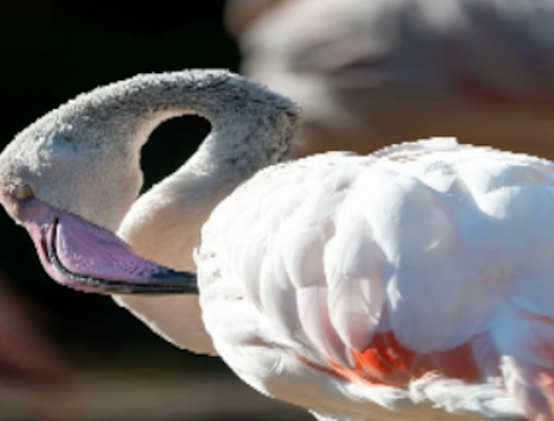 Spill Flamingo fuglestikksag  online